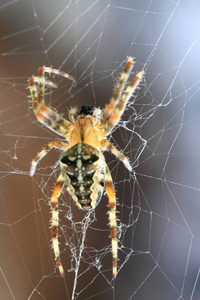 蜘蛛网上的棕色蜘蛛