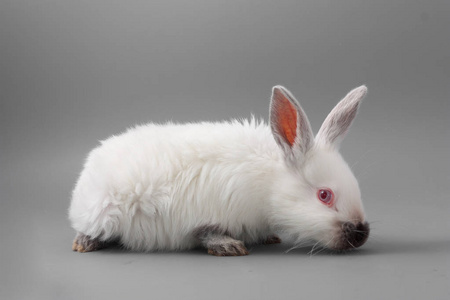 白兔红眼睛灰色背景.室照片