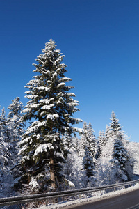 冬季景观。 覆盖着雪的针叶树。
