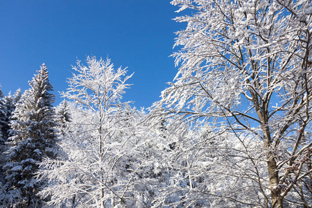 冬季景观。 大量的雪躺在树上。