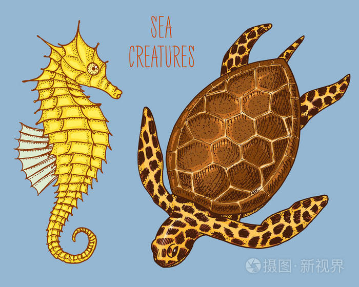 海洋生物cheloniidae 或绿海龟和海马 刻在旧素描 老式风格的手画 航海或海洋 怪物或食物 海洋 中的动物插画 正版商用图片10sail 摄图新视界