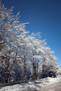 阳光下白雪覆盖着树木
