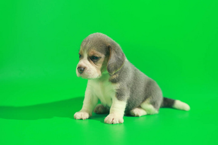 1个月纯种小猎犬，绿色屏幕