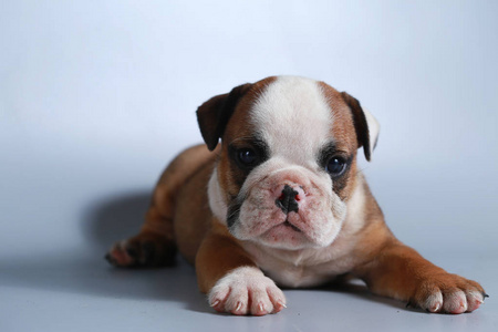 灰色屏幕2个月纯种英国斗牛犬小狗照片