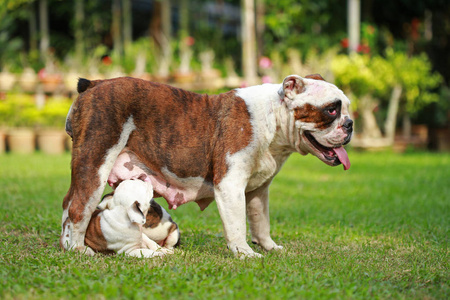 英国斗牛犬小狗享受绿色生活图片