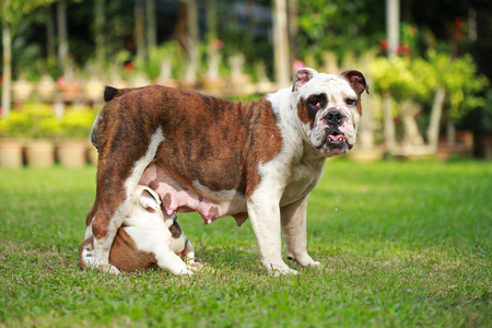 英国斗牛犬小狗享受绿色生活