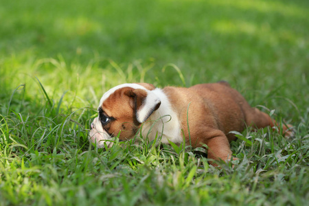 英国斗牛犬小狗享受绿色生活