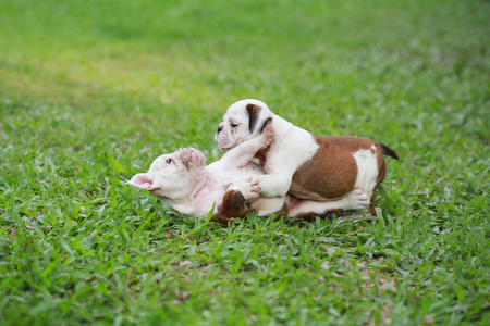 英国斗牛犬小狗享受绿色生活图片