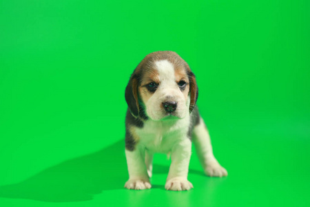 1个月纯种小猎犬，绿色屏幕