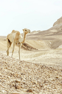 单骆驼行走在干燥和温暖的沙漠沙丘
