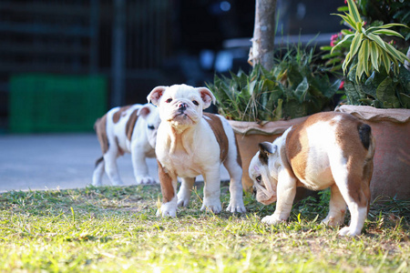 英国斗牛犬小狗享受绿色生活