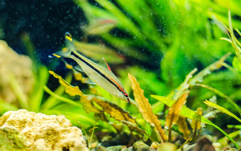 鱼丽水族馆与一个美丽的设计一个女性希腊鞋匠蝴蝶半开放的翅膀是孤立