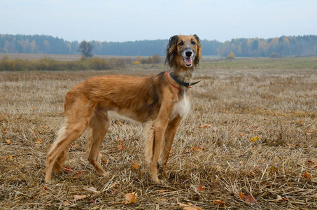 哈萨克灰狗塔子图片-哈萨克灰狗塔子素材-哈萨克灰狗塔子插画-摄图新