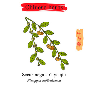 中国草药。叶 Flueggea 牡丹