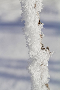 雪中的分支