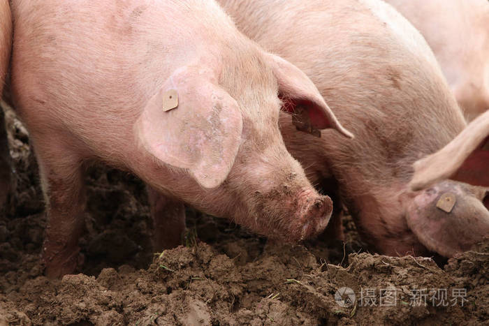 粉红色的猪在泥里滚动