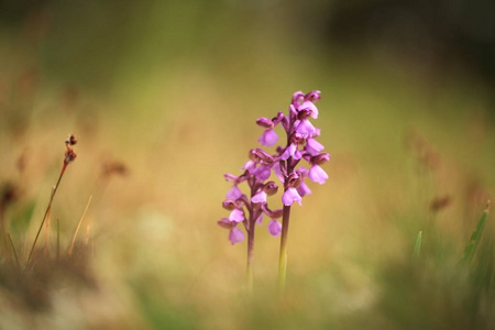 莫里奥。 捷克共和国自然界中的兰花。 狂野的自然。 一种非常罕见的植物。 植物在早上拍照。 照片里的太阳。 美丽的自然。 早晨草