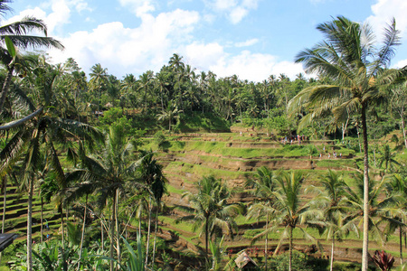 巴厘岛岛屿上的稻田。