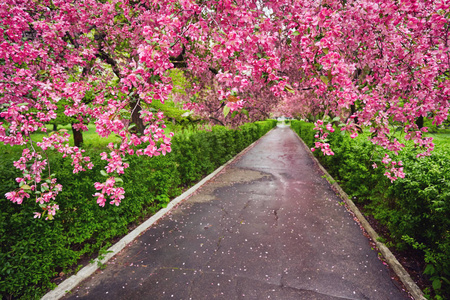 装饰的红苹果树花开在春天的时候，花卉背景