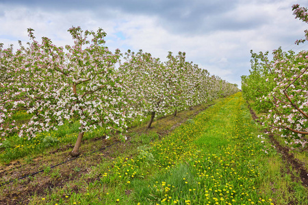 美丽的装饰白色苹果和果树在明亮的蓝天在五颜六色的生动的春天公园充满了绿色的草