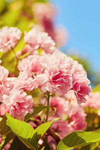 美丽的樱花樱花在春天的时候