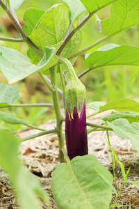 长刺青茄子图片