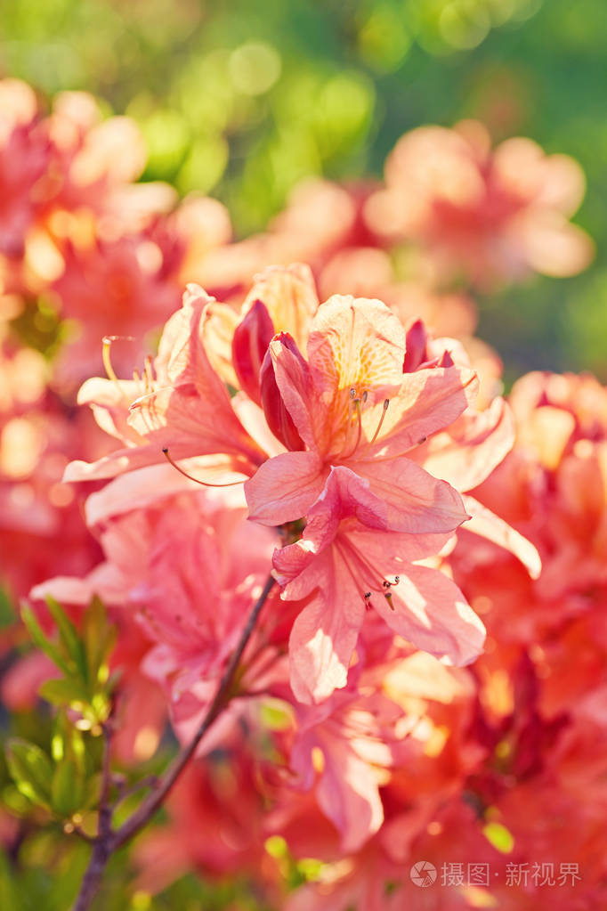 橙色杜鹃花在户外的花园里绽放