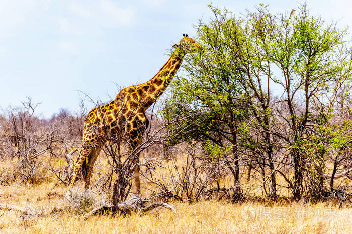 长颈鹿吃南非中部克鲁格国家公园干旱热带草原地区少数几棵绿树的叶子