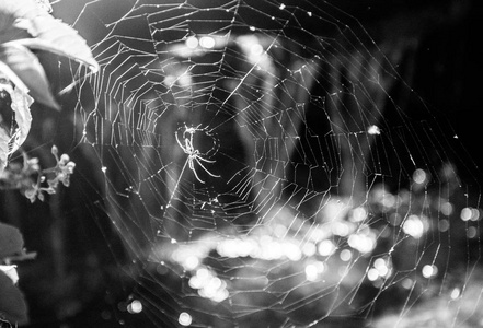 蜘蛛在水附近的网上