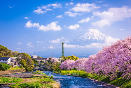 富士山在春天