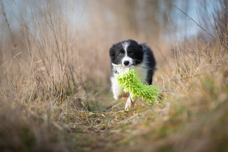 在冬季运行边境牧羊犬小狗