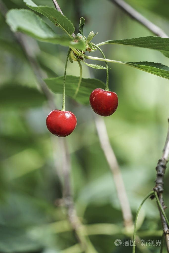 樱桃树上的果子