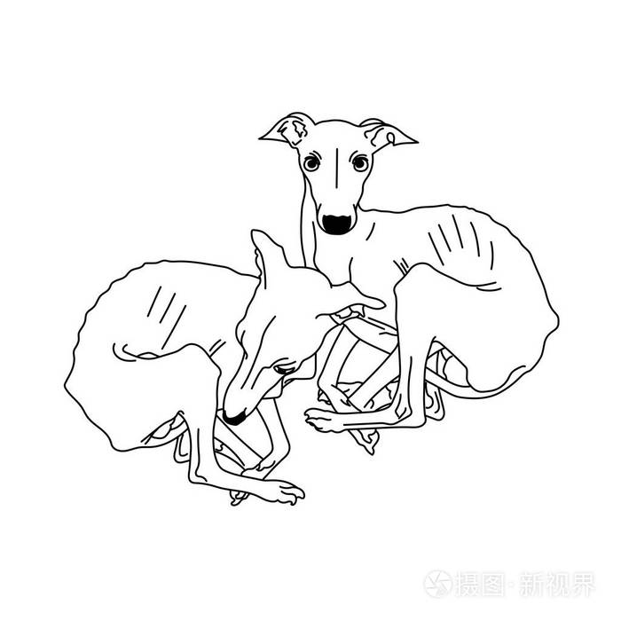 矢量图的两个意大利灵缇犬发现插画-正版商用图片10sxuj-摄图新视界