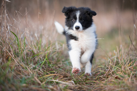 在冬季运行边境牧羊犬小狗