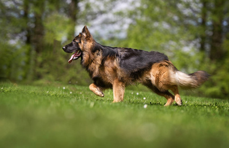 德国牧羊犬