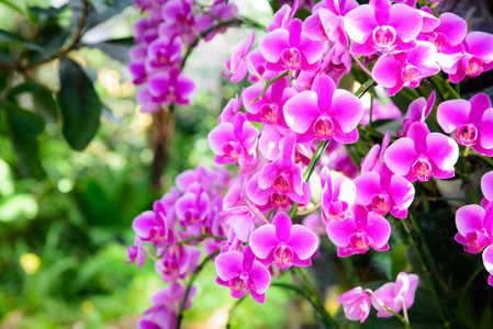 热带花园的兰花花。粉红色蝴蝶兰花