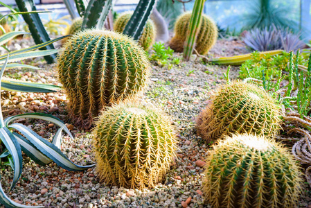 不同类型的仙人掌和植物的相片在庭院