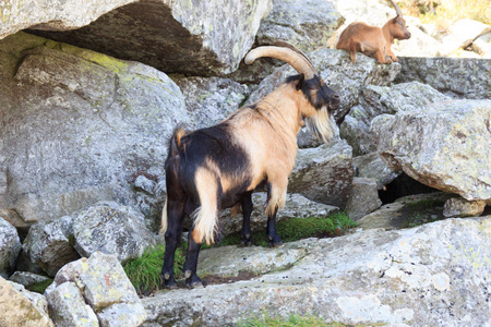 山山羊在岩石在南蒂罗尔阿尔卑斯