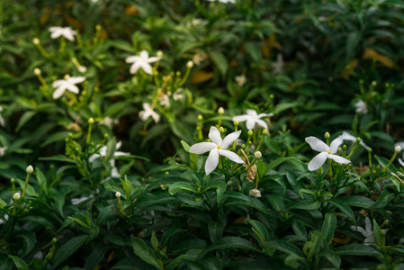 美丽的花朵背景, 花卉背景