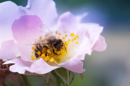 蜜蜂在一朵花上。蜜蜂在一朵白花上