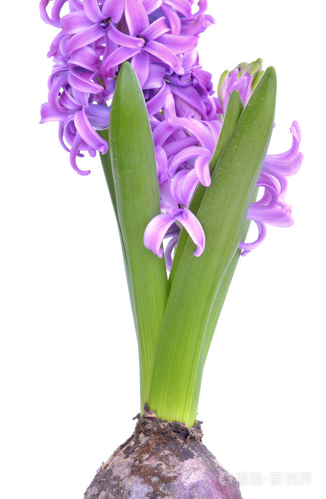 风信子的叶子和花