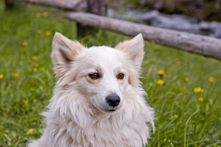 小狗肖像绿色草地上的白色斯皮茨