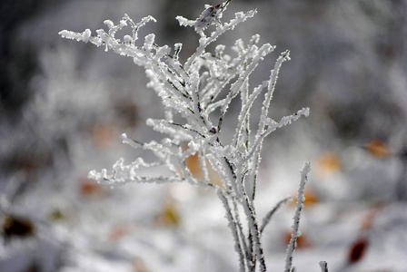 寒冷秋天植物上的霜。