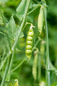 农场种植的青豆豆荚