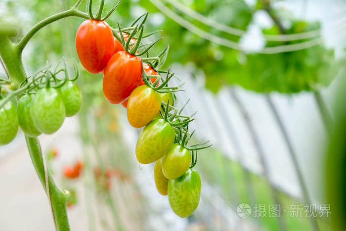 花园里的藤蔓上的新鲜西红柿