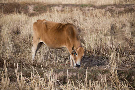 棕色奶牛在田里吃干草
