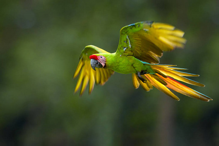 濒危鹦鹉, 大绿色金刚鹦鹉, 疑, 又称布冯的金刚鹦鹉。绿黄色, 野生热带森林鹦鹉, 飞行与伸展的翅膀对模糊的背景。尼加拉瓜