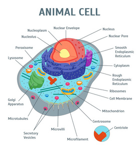 卡通动物细胞解剖横幅海报。矢量
