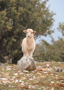 克罗地亚站在石头上的羔羊