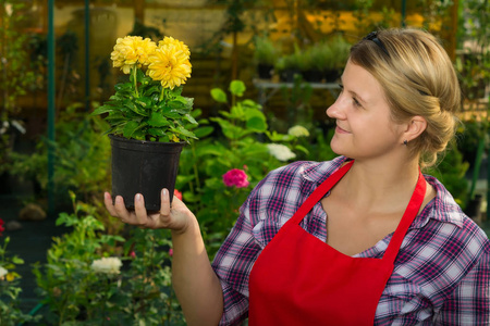 花匠欣赏花盆里的黄花，它生长在温室里